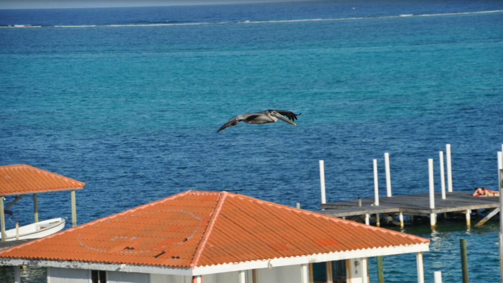 Sands Villas San Pedro (Ambergris Caye) Exterior foto